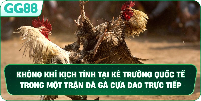 Không khí kịch tính tại kê trường quốc tế trong một trận Đá Gà Cựa Dao trực tiếp.